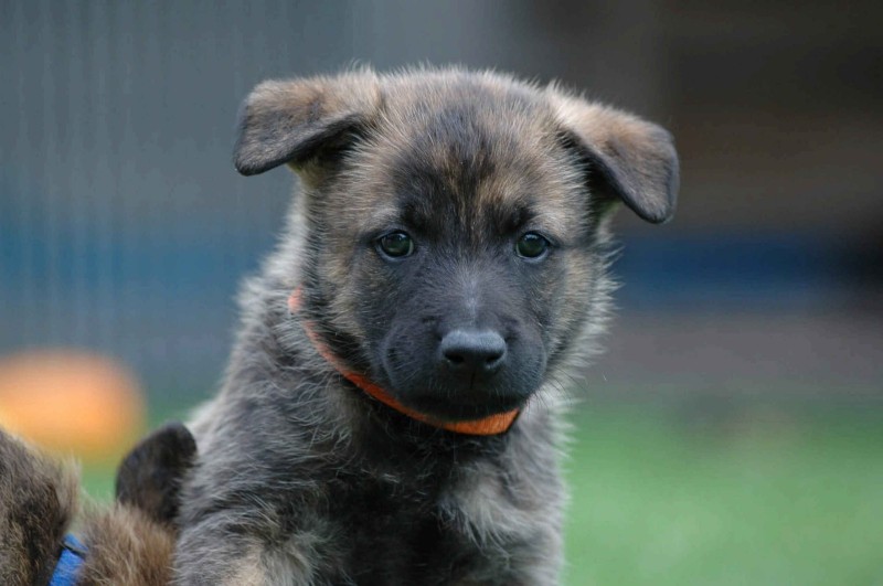 hundebetreuung tanja pratteln erziehung welpen