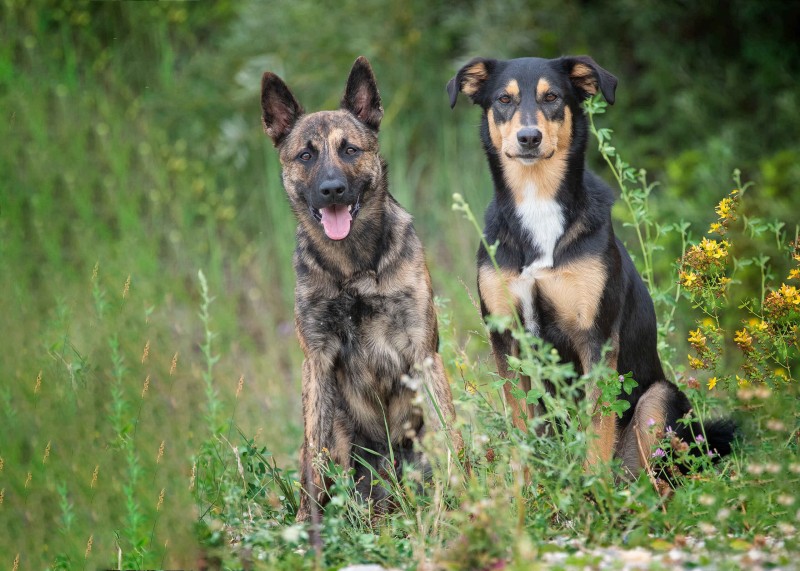 hundebetreuung tanja pratteln hunde spaziergang